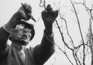 Tending to a bonsai tree
