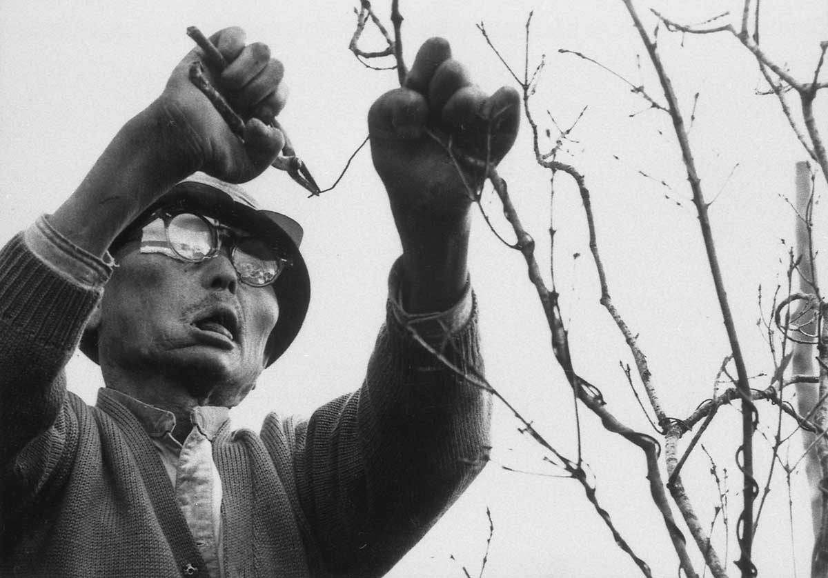 Tending to a bonsai tree