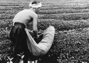 Harvesting tea leaves