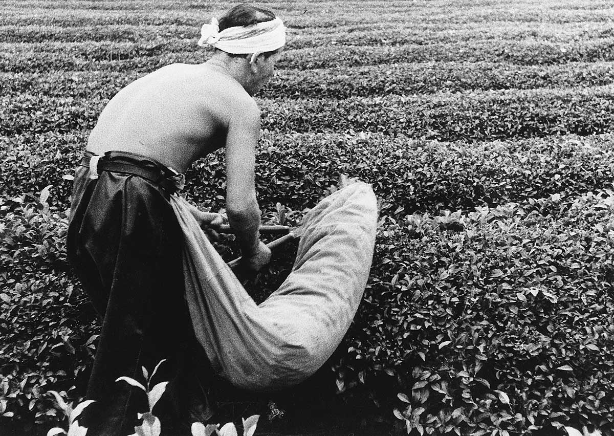 Harvesting tea leaves