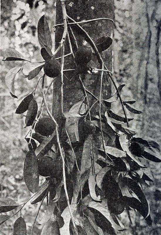 Chaulmoogra plant