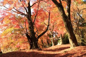 Autumn Leaves at Mitori Kanon temple