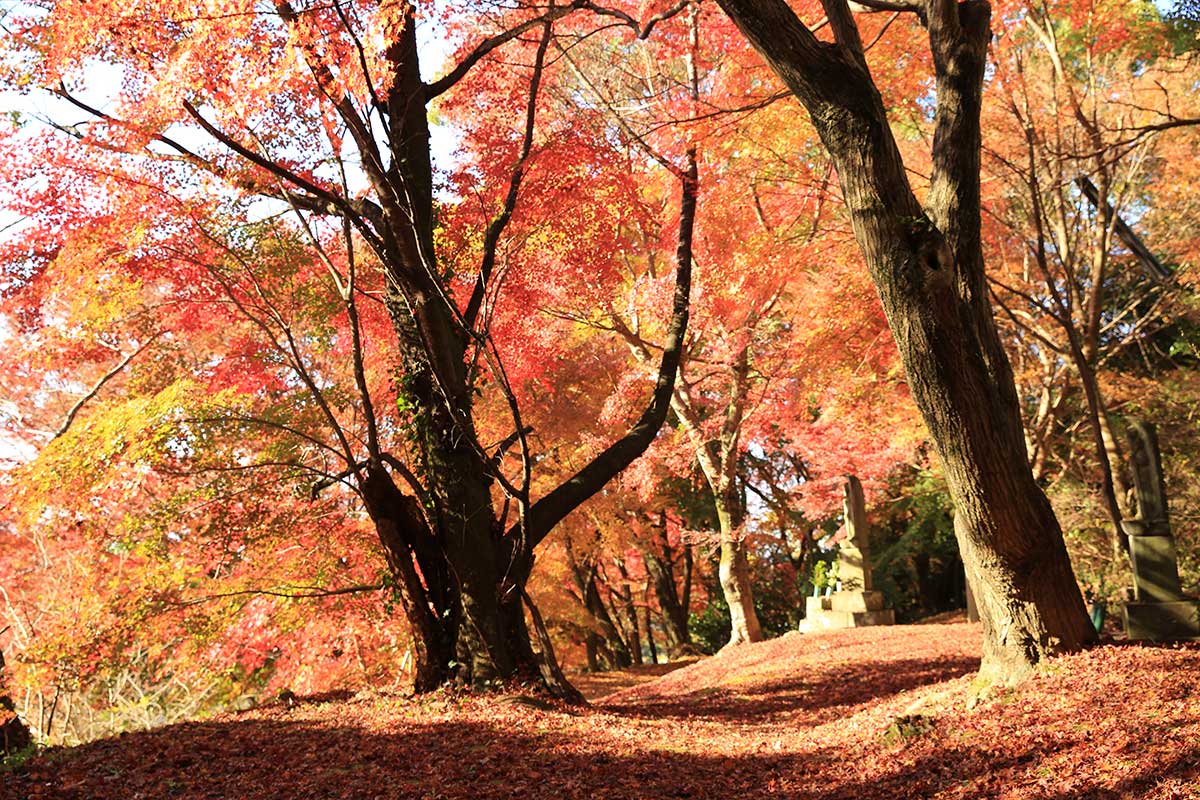 Autumn Leaves at Mitori Kanon temple