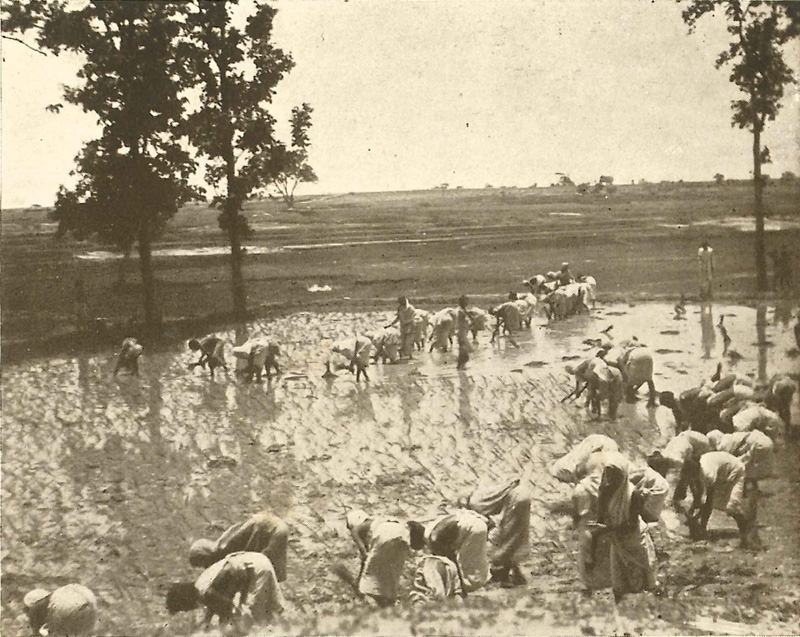 Planting out the seedlings, Purulia.