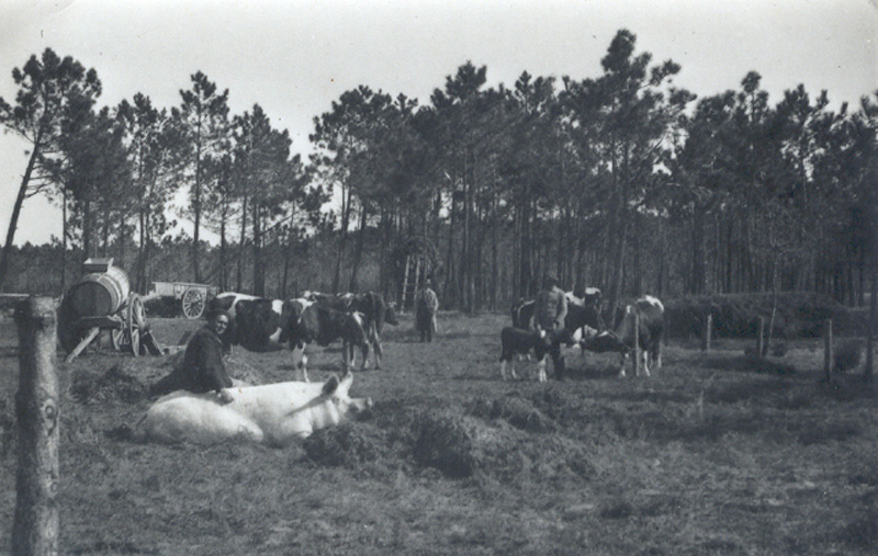 Men working in the fields with livestock, probably in the late 1940s or early 1950s