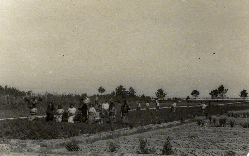 Women working in the fields, with men behind in a second line