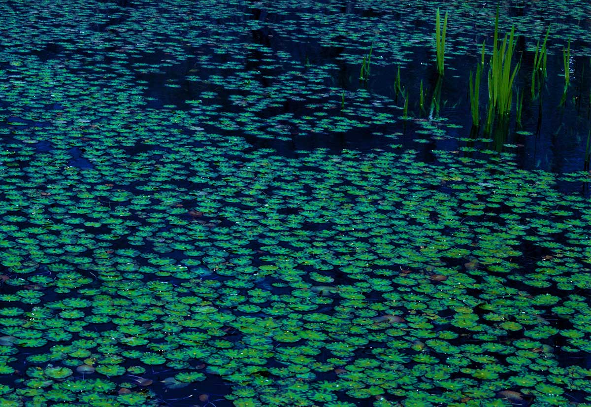 Water lilies