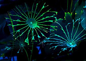 The Story of Worm holes