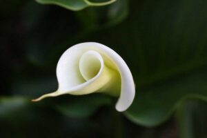 Calla