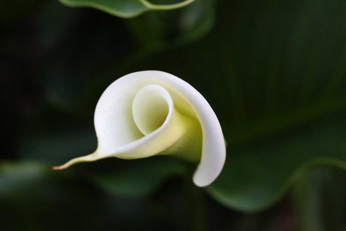 Calla