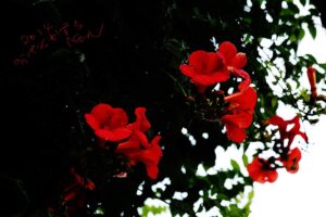 Trumpet Creeper (Campis Grandiflora)