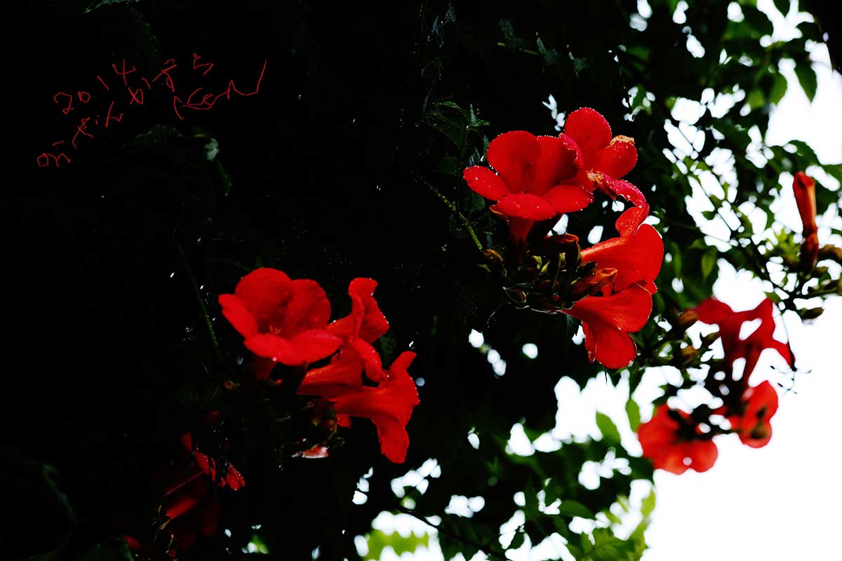 Trumpet Creeper (Campis Grandiflora)