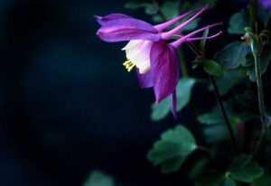 Columbine