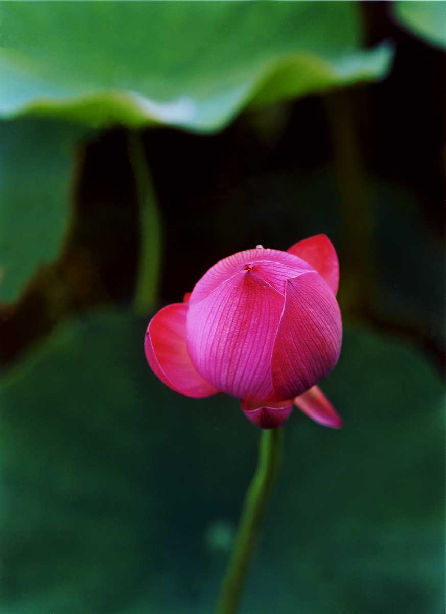 The lotus bud