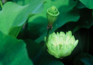 As it flourishes in the depth of sea