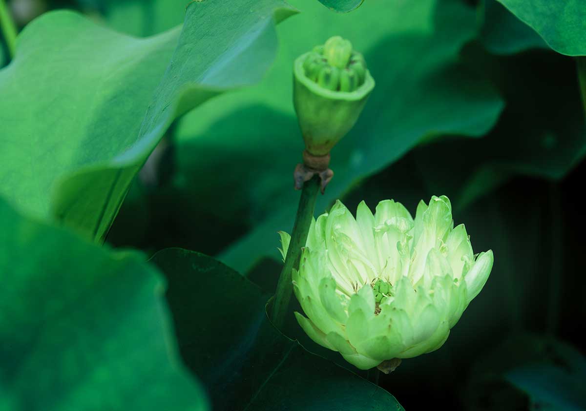 As it flourishes in the depth of sea