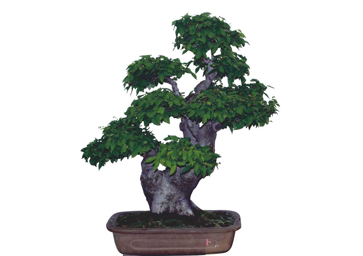 Bonsai Keyaki (Japanese zelkova)