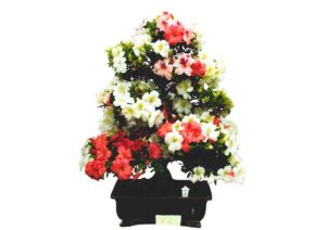 Bonsai – Satsuki (Azelia – a good omen)